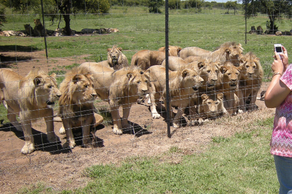 Caged lions.jpg