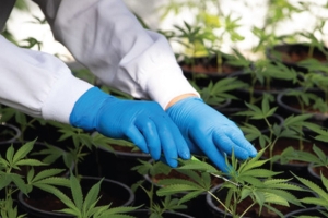 Africa embraces cannabis farming