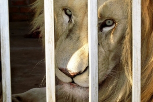 SA cracks down on wildlife crime and lion hunting